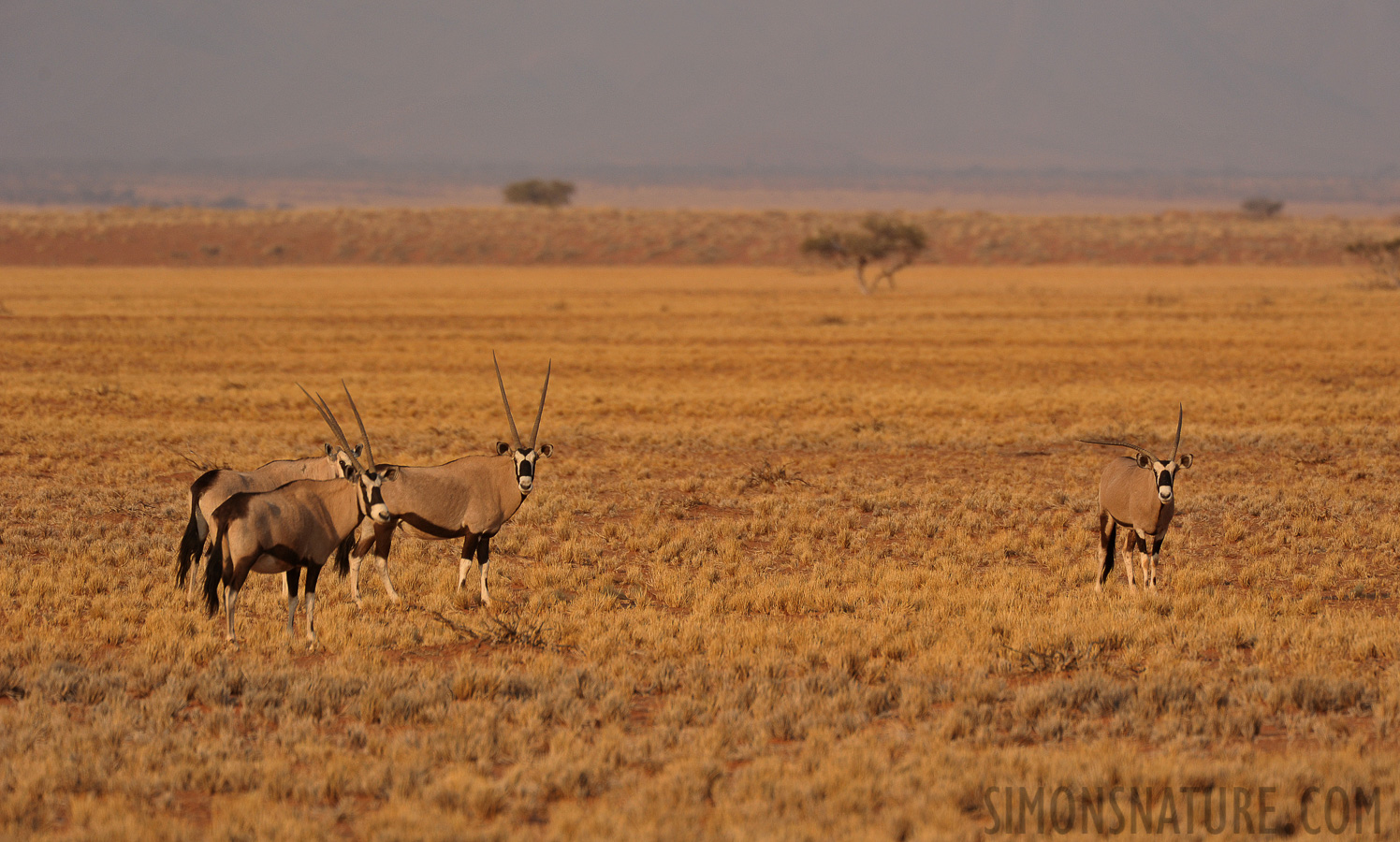Oryx gazella [550 mm, 1/1250 sec at f / 7.1, ISO 800]